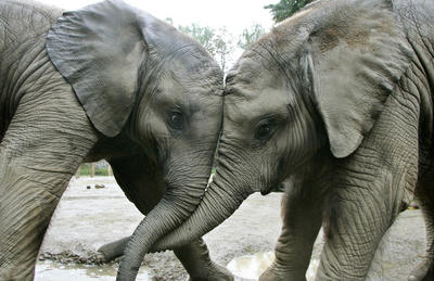 elefanten_duell_1